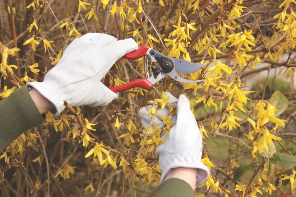 Spear And Jackson Spear & Jackson Bypass Razorsharp Left-Handed Secateurs 8 1/2" (213mm) - Image 2