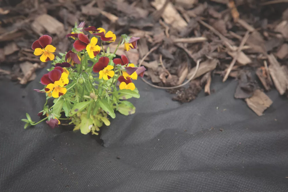 Apollo® Apollo Weed Control Fabric Roll 14 X 1m - Image 2