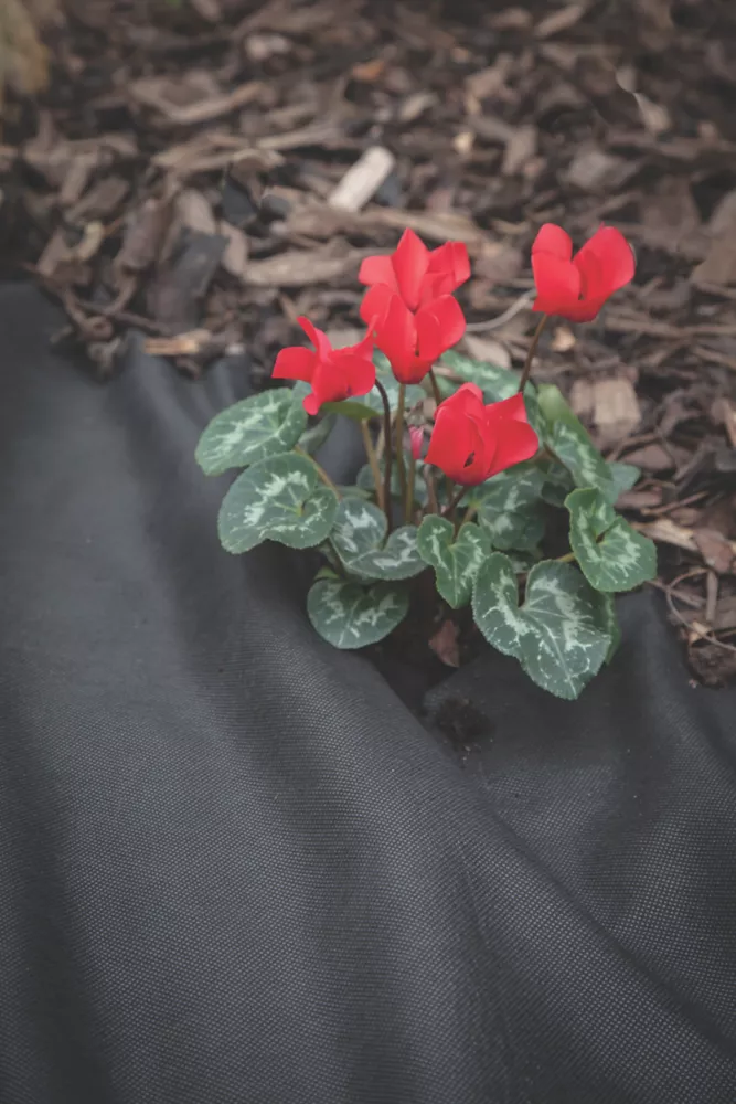 Apollo® Apollo Weed Control Fabric Roll 50 X 2m - Image 4